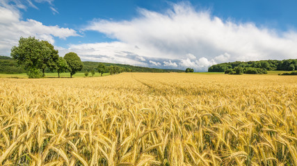 Panorama mit Korn im Feld. Anbau und Ernte mit Weizen