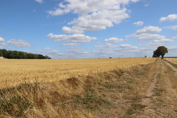 Route au milieu d'un champs en Bourgogne