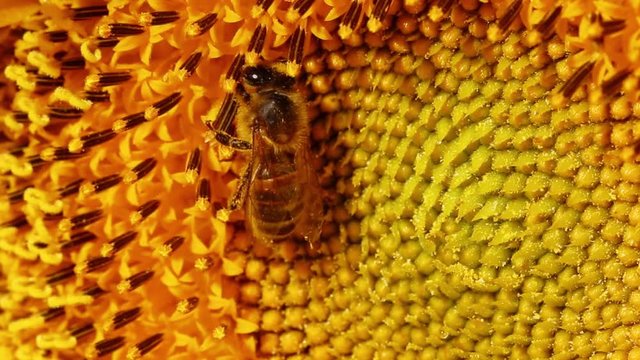 Abeilles butinants dans un champs de tournesols en slow motion 