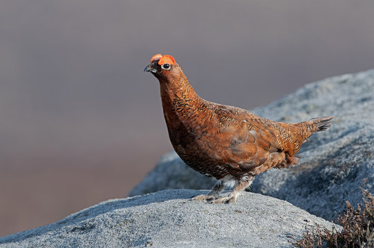 Red Grouse (Lagopus lagopus scotica) on large gritstone boulder