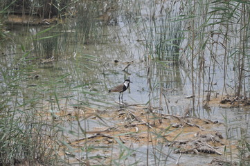 The beautiful bird spur-winged lapwing (Vanellus spinosus) in the natural environment