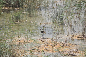 The beautiful bird spur-winged lapwing (Vanellus spinosus) in the natural environment
