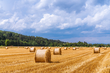 Fototapeta premium Runde Strohballen zieren geerntetes Stoppelfeld 