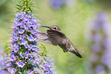 Fototapeta na wymiar Original wildlife photograph of a hummingbird in flight feeding from a purple Pride of Madeira blossom