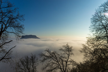 Fototapeta premium tree in fog