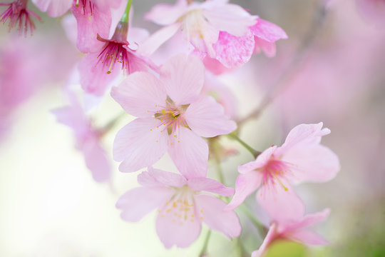 Original photograph of soft pink cherry blossoms hanging from a branch
