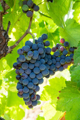 Grape plant on vineyard, growing red wine grapes in Italy