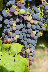 Grape plant on vineyard, growing red wine grapes in Italy