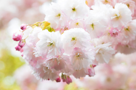 Original close up photograph of soft pink ruffled cherry blossoms growing on a tree