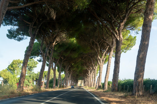 Scenic driving on new via Appia road S7 with high green  mediterranean pine trees connected Rome, Latina and Terracina