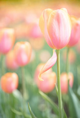 Original close up photograph of a single pink tulip with one petal hanging down in a field of tulips 