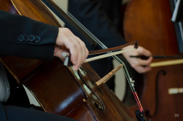 violoncello