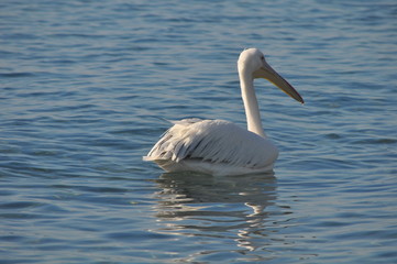 The beautiful bird Pelican in the natural environment