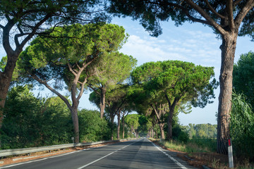 Fototapeta na wymiar Scenic driving on new via Appia road S7 with high green mediterranean pine trees connected Rome, Latina and Terracina