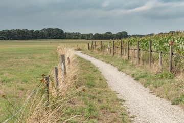 Fototapeta na wymiar Dirt pathway between fence and corn field under cloudy sky. Long exposure shot.