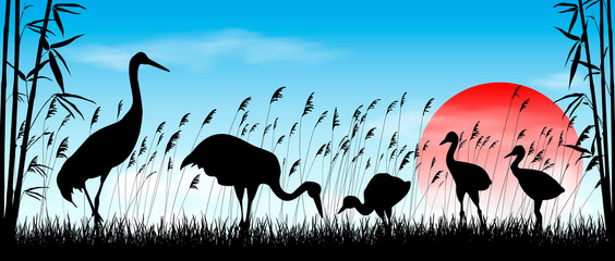 Japanese cranes in the wild. Birds cranes on sunrise background. Morning, sky, sun. Birds on a background of grass, bamboo and reeds. Evening landscape. Wildlife scene