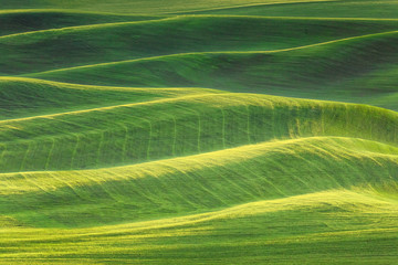 Original photograph of rolling green hills of farmland in the late afternoon