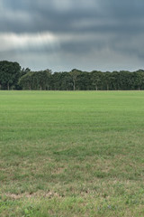 Meadow with trees on horizon under cloudy sky. Long exposure shot.