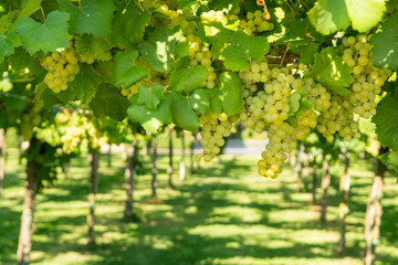 Vineyard with growing white wine grapes in Lazio, Italy - obrazy, fototapety, plakaty