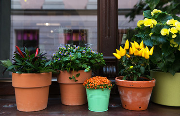 Pots with colorful hot peppers and flowers on the windowsill. Daylight Shot