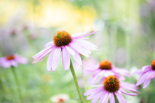 Original photograph of a a pink Cone Flower in the garden with bokeh light