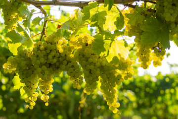 Vineyard with growing white wine grapes in Lazio, Italy