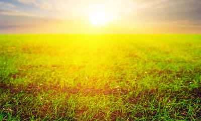green rural field at the dramatic sunset, countryside agricultural background