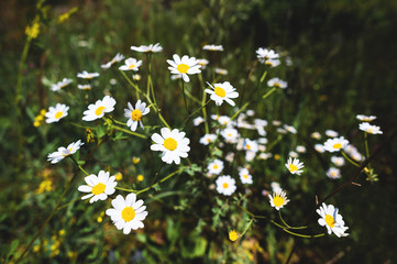 Close-up of a bush of wild chamomile on a contrasting background on a sunny day. The concept of medicinal plants