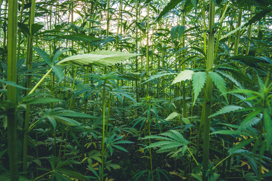 Summer hemp field ready to harvest