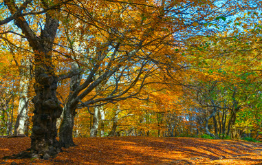 beautiful red autumn forest landscape, autumn outdoor scene