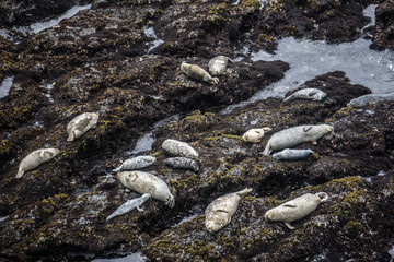 Seals on a rocky beach