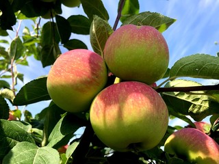 Juicy apple. Kitchen-garden.