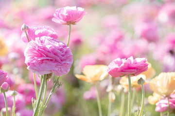 Original photograph of a field of pink and yellow Ranunculus flowers in Springtime