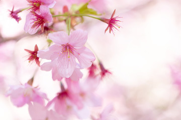 Original photograph of pink cherry blossoms on a branch against a delicate pink background
