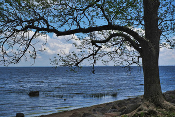 Tree on the shore of the Gulf of Finland, St. Petersburg