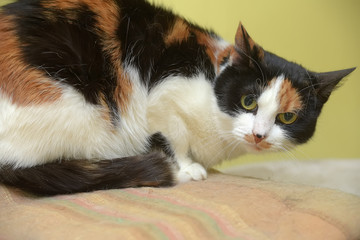 beautiful tricolor shorthair cat