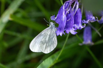 Cryptic Wood White butterfly feeding from a bluebell