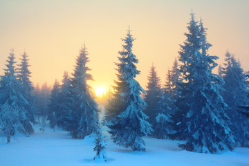 winter fir tree forest in a snow at the sunset, quiet winter natural background
