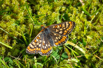 Marsh Fritillary butterfly resting on some moss