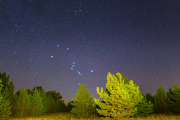 Fototapeta na wymiar Orion constellation abowe the fir tree forest, night outdoor scene