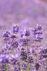 Lavender on lavenders field in bloom