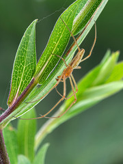 Male silver long-jawed orb weaver spider, Tetragnatha laboriosa, amongst plant leaves, side view, vertical