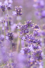 Lavender on lavenders field in bloom