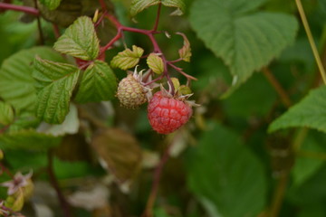 Raspberry in the garden. Red ripe sweet berries. Simple life.  