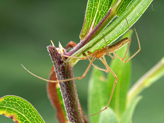 Male silver long-jawed orb weaver spider, Tetragnatha laboriosa, amongst plant leaves, side view