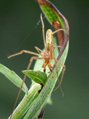 Male silver long-jawed orb weaver spider, Tetragnatha laboriosa, amongst plant leaves, dorsal view, vertical