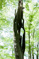 silhouette of a destroyed tree trunk with a lush blurred forest in the background