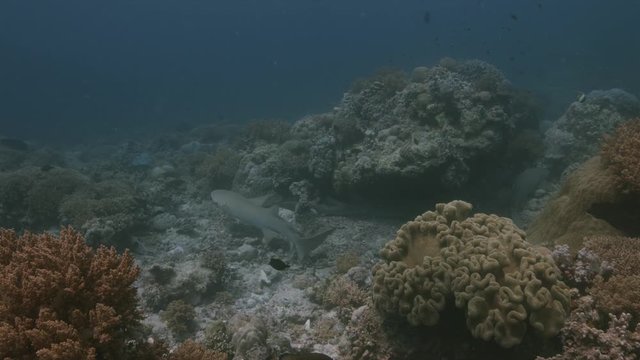 Tawny Nurse Sharks on a coral reef. Tubbataha Reef dive site Wall Street 4k footage