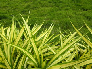 Exotic garden plant - Variegated Spanish Dagger