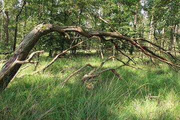 Der deutsche wilde Wald